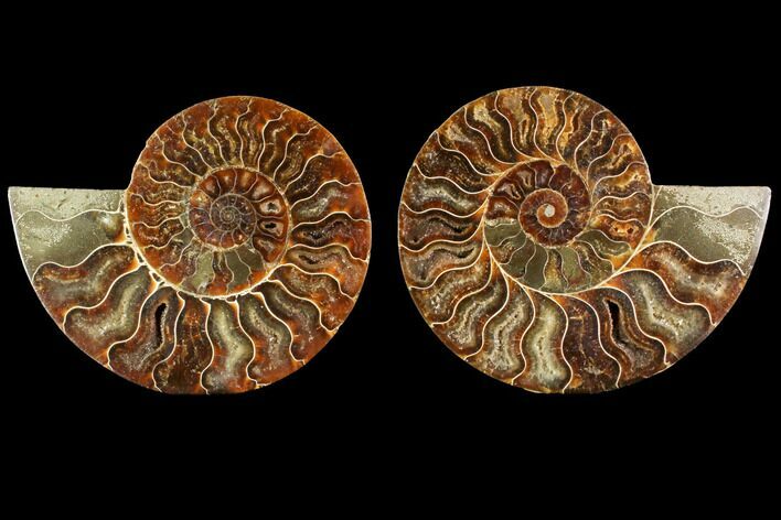Agatized Ammonite Fossil - Madagascar #114855